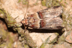 Acrobasis tumidana