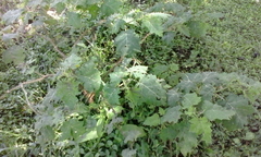 Solanum myriacanthum