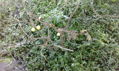 Solanum myriacanthum