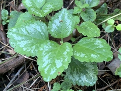 Lamium galeobdolon argentatum