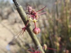 Euphorbia ceroderma