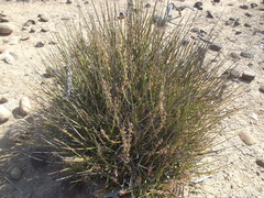 Euphorbia ceroderma