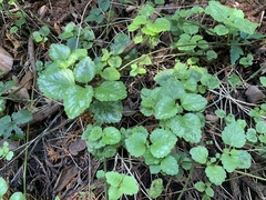 Lamium galeobdolon argentatum