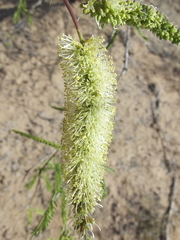 Prosopis articulata