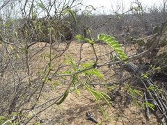 Prosopis articulata