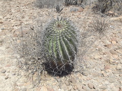 Ferocactus peninsulae