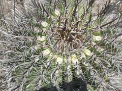 Ferocactus peninsulae