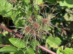 Clematis vitalba