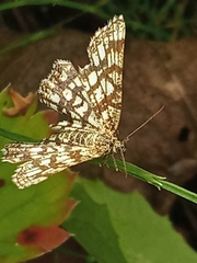 Chiasmia clathrata
