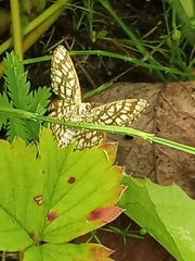 Chiasmia clathrata
