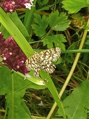 Chiasmia clathrata