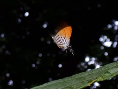 Drupadia ravindra moorei