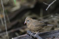 Taiwan Rosefinch photo 3