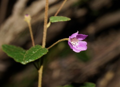 Howittia trilocularis