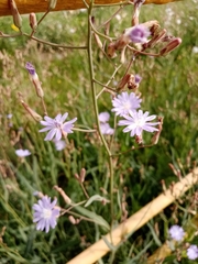 Lactuca tatarica