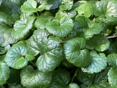 Glechoma hederacea