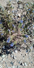 Echium vulgare