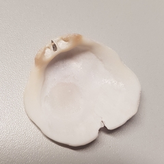 Spondylus gaederopus