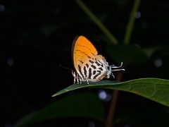 Drupadia ravindra moorei