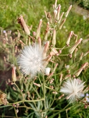 Lactuca tatarica