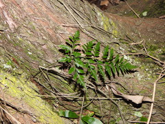 Davallia solida pyxidata