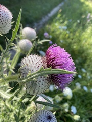 Cirsium eriophorum