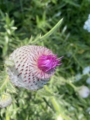 Cirsium eriophorum