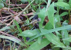 Diplacodes trivialis