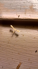 Geina periscelidactylus
