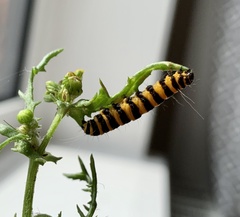 Tyria jacobaeae