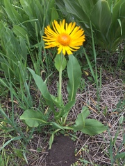 Helenium bigelovii