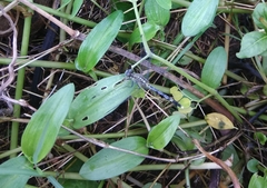 Diplacodes trivialis