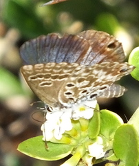 Lepidochrysops ortygia