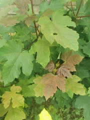 Acer pseudoplatanus
