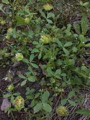 Trifolium cyathiferum