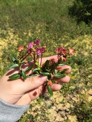 Kalmia microphylla
