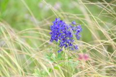 Delphinium malabaricum
