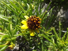 Encelia ventorum
