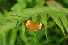 Cupha erymanthis lotis