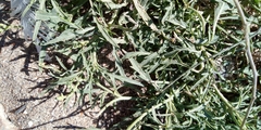 Diplotaxis tenuifolia