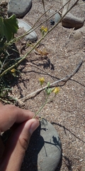 Diplotaxis tenuifolia