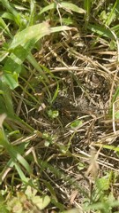 Triepeolus pectoralis