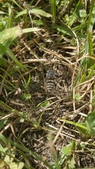 Triepeolus pectoralis