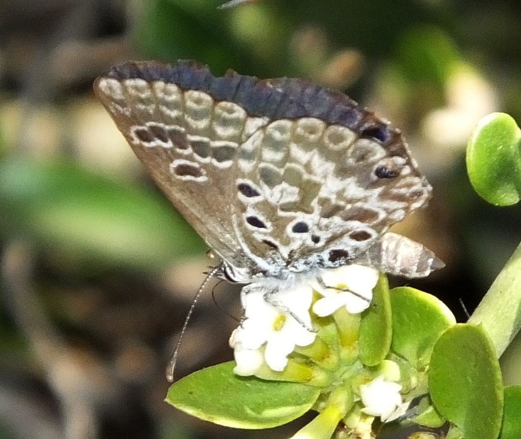 koppie blue
