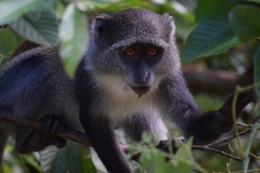 Cercopithecus mitis