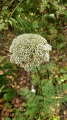 Seseli condensatum
