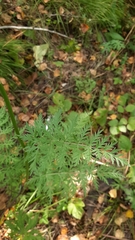 Seseli condensatum