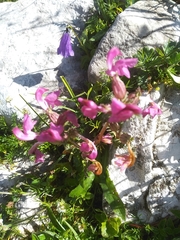 Pedicularis rostratocapitata