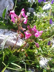 Pedicularis rostratocapitata