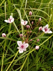 Butomus umbellatus